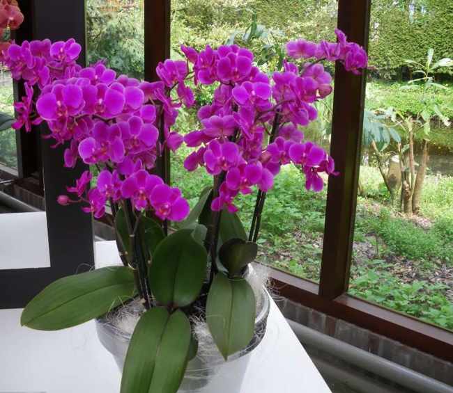 Личный опыт: правильный уход за Орхидеей в домашних условиях