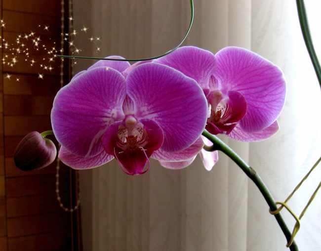 Личный опыт: правильный уход за Орхидеей в домашних условиях