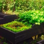 Выращивание зелени на грядках