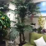 Декоративные пальмы в квартире