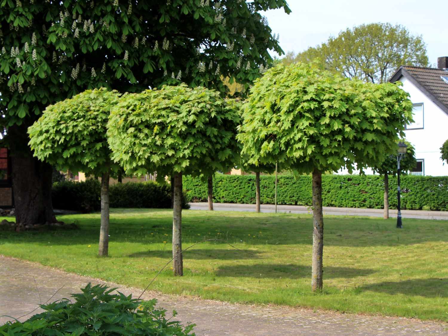 Лиственные деревья с декоративной кроной