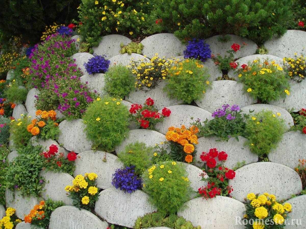 Цветы между камней