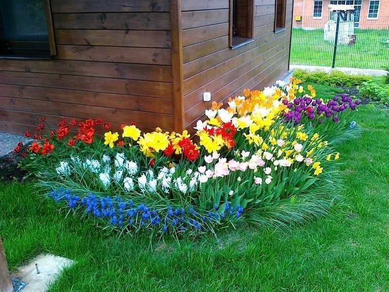 Палисадник с яркими цветами перед домом