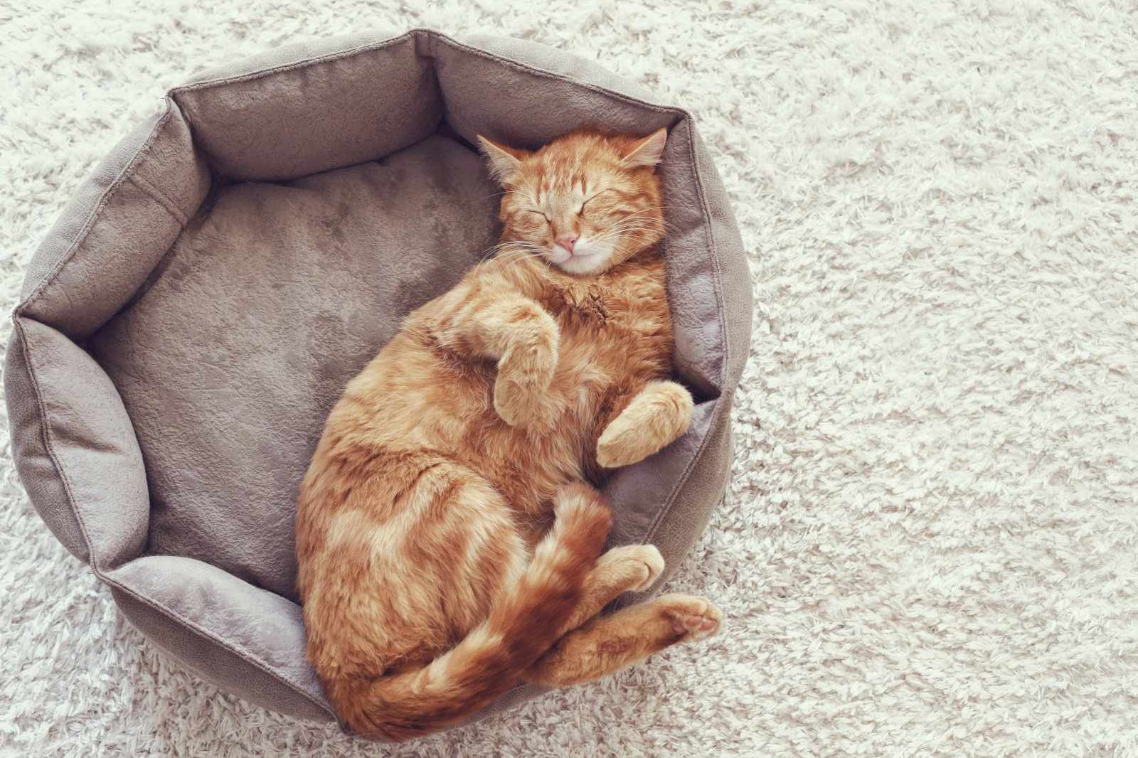 Рыжий кот в лежаке