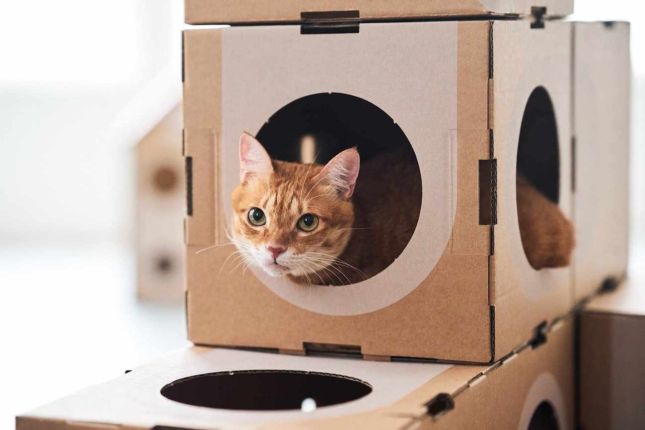 Простой домик из картона для кошки