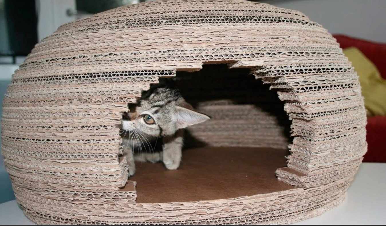 Котенок в домике из гофрокартона