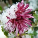 Цветок в снегу