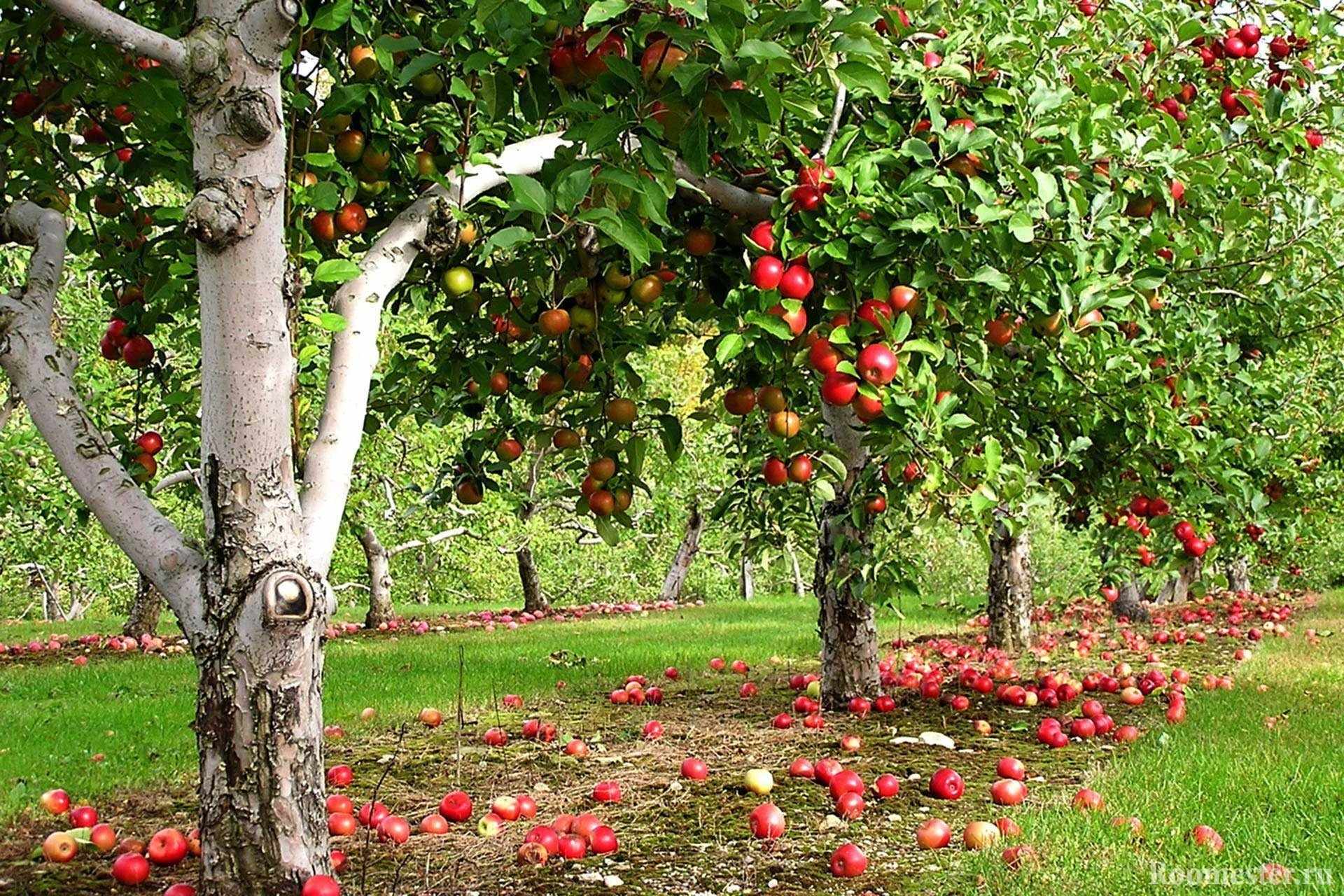 Яблочный сад 