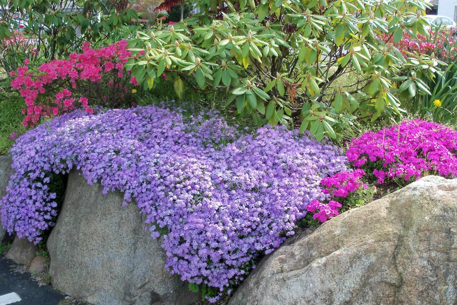 Фиолетовые низкорослые цветы