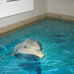 Картинка дельфин