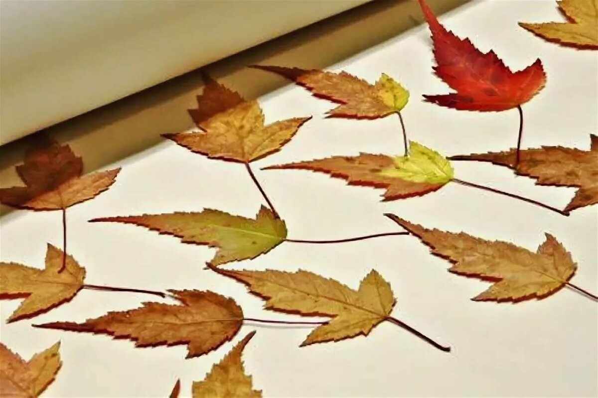 Сушка листьев
