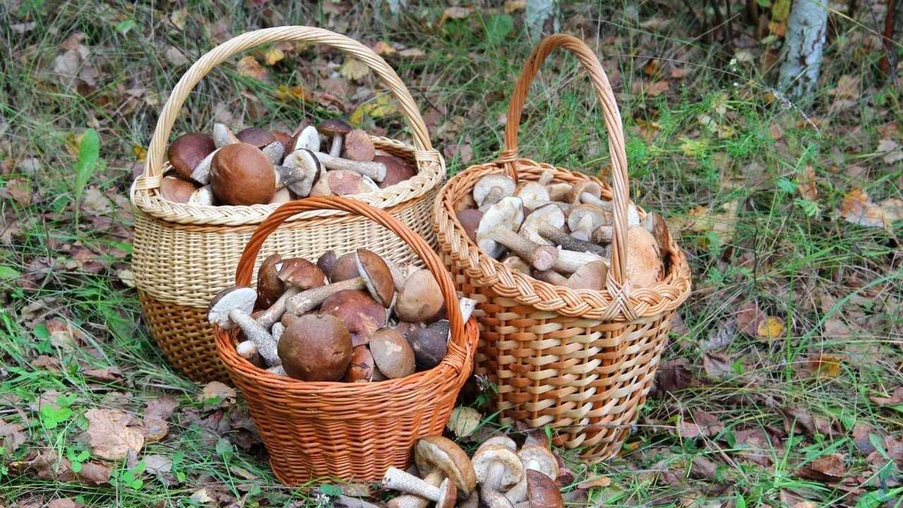 Корзины с грибами