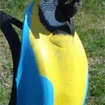 Подвесная клумба-попугай