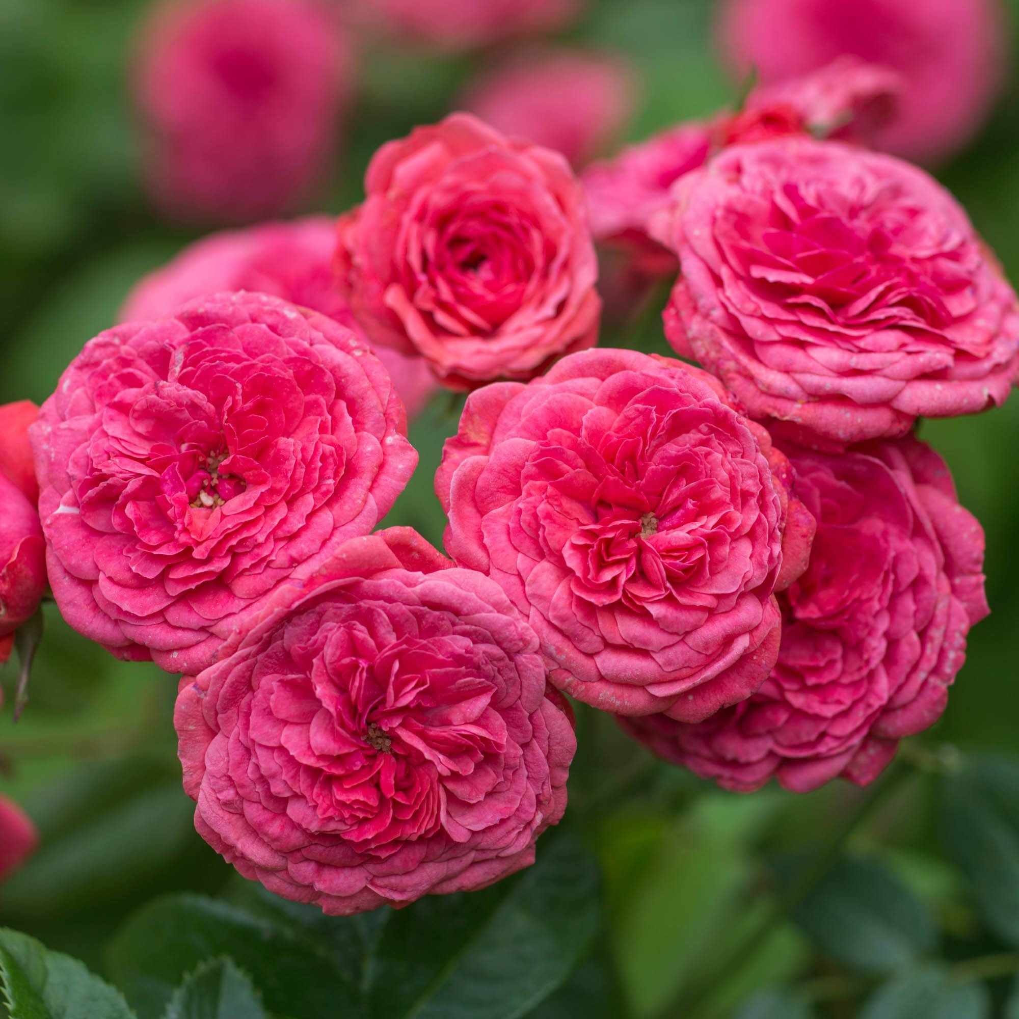 Ярко-розовые махровые розы
