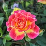 Желто-розовая роза