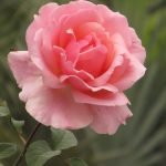Нежность цветущей розы