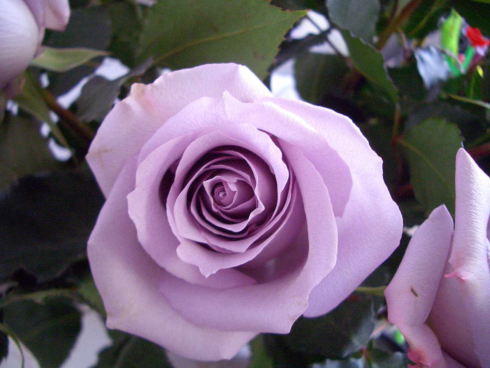 Сорт розы фиолетового цвета