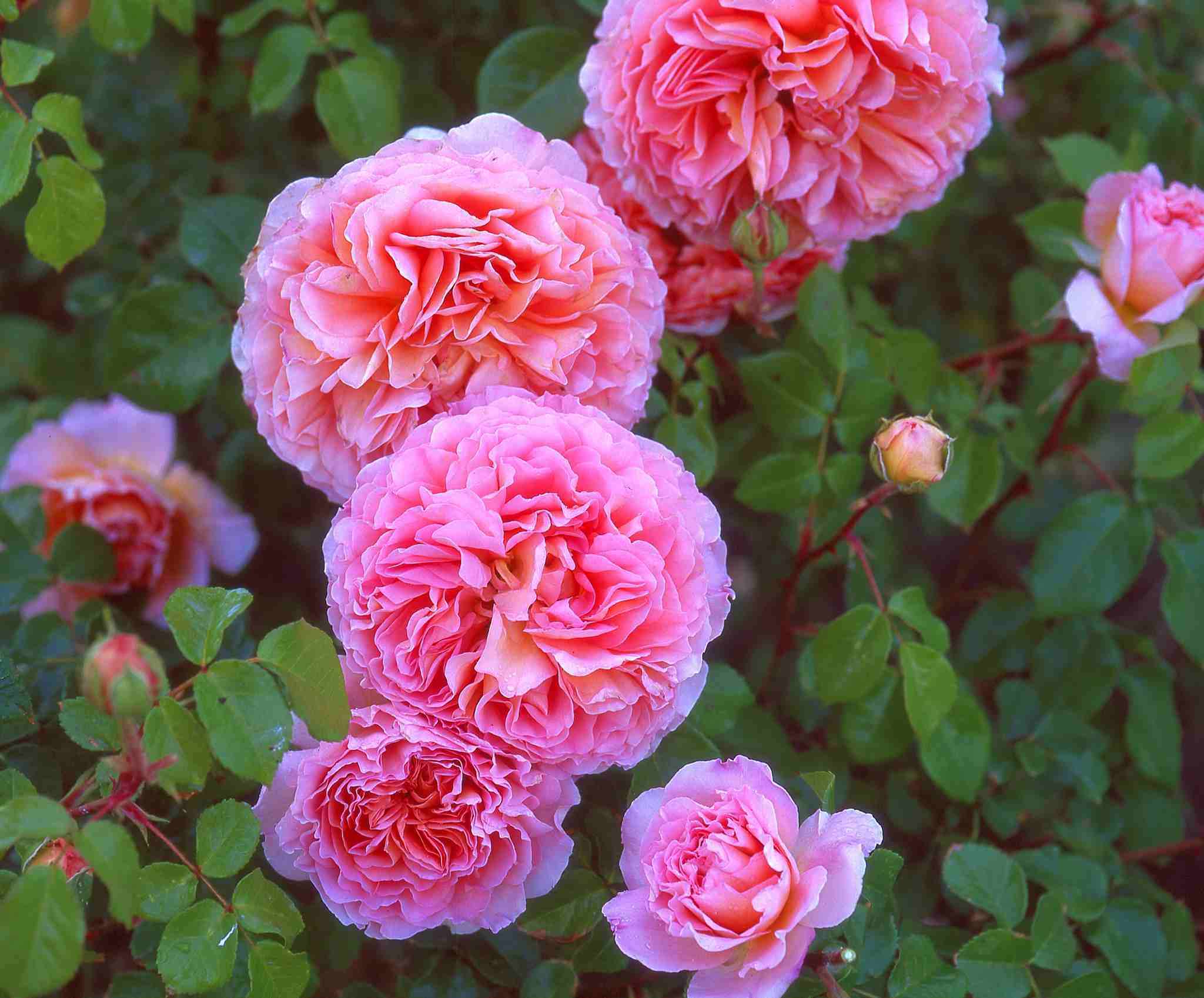 Махровые розы розового цвета