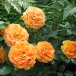 Махровые оранжевые розы