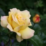 Роза светло-желтого цвета