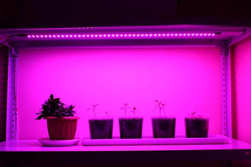 Растения и свет