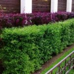 Фиолетовые кустарники для живой изгороди