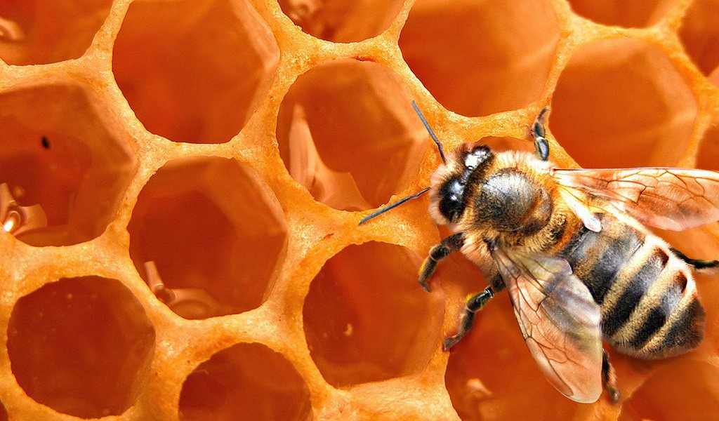 Пчелиные соты
